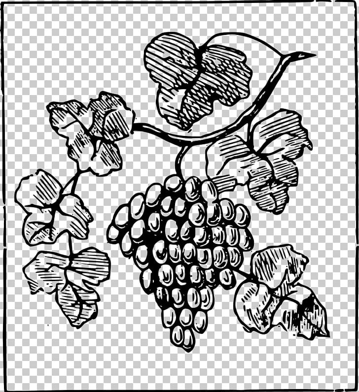 Common Grape Vine PNG, Clipart, Art, Black And White, Circle, Common Grape Vine, Download Free PNG Download