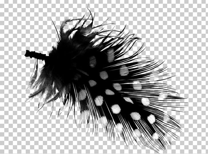 Computer Software Feather PNG, Clipart, Black, Black And White, Computer Icons, Computer Software, Dot Free PNG Download