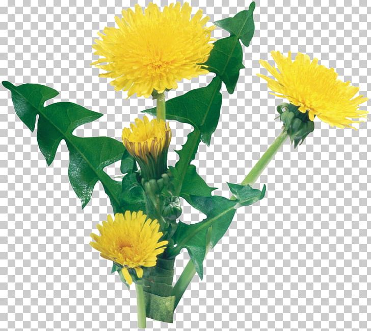 Common Dandelion Flower Yellow PNG, Clipart, Annual Plant, Child, Color, Common Dandelion, Cut Flowers Free PNG Download