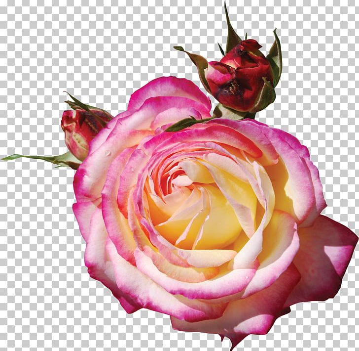 Garden Roses Pink PNG, Clipart, Cartoon, Encapsulated Postscript, Floral, Floral Patterns, Floribunda Free PNG Download
