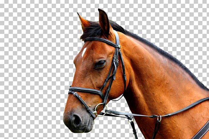 Thoroughbred Stock Photography PNG, Clipart, Bridle, Brown, Caballo De Sangre Caliente, Equestrian, Halter Free PNG Download