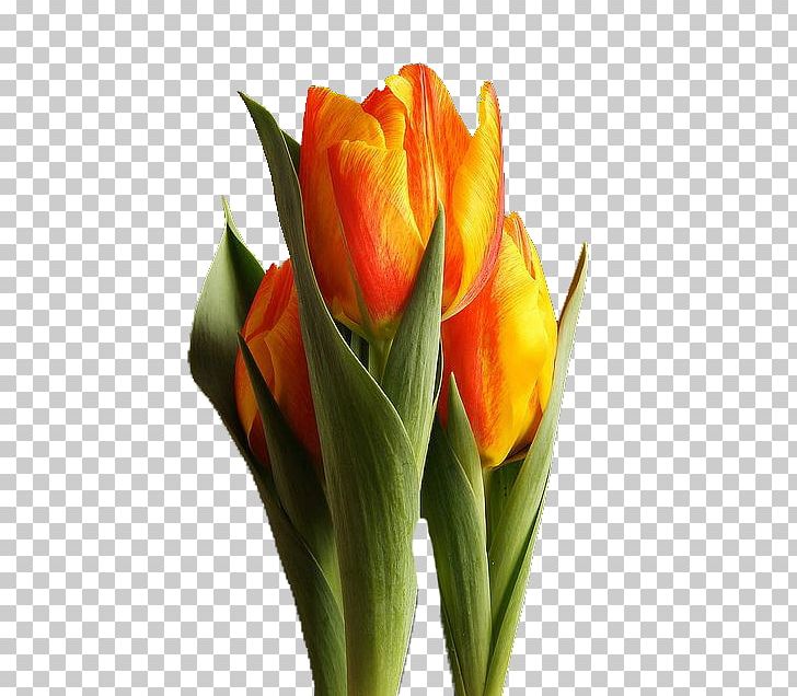 Tulip Pink Flowers Garden Yellow PNG, Clipart, Bud, Bulb, Cut Flowers, Daffodil, Floristry Free PNG Download