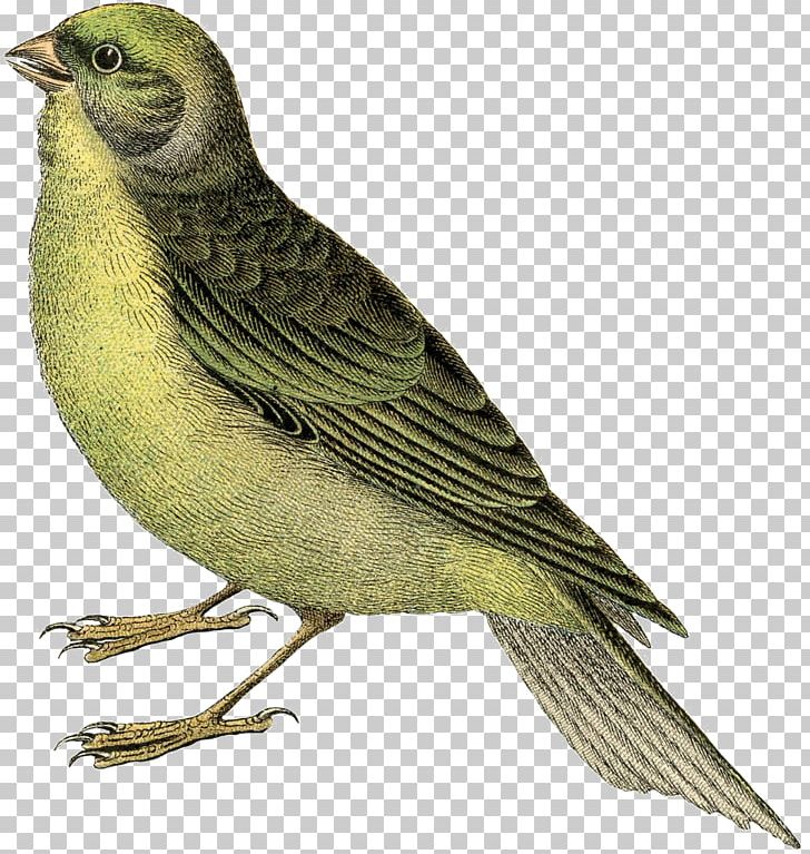 Finches Bird Nest Domestic Canary Swallow PNG, Clipart, Animals, Beak, Bird, Birdcage, Bird Nest Free PNG Download