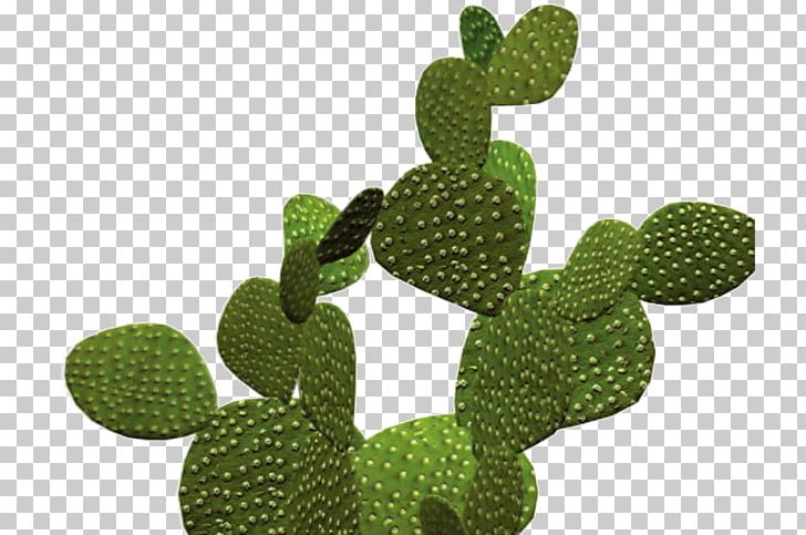 Icon PNG, Clipart, 1000000, Barbary Fig, Cactus, Caryophyllales, Chemical Element Free PNG Download