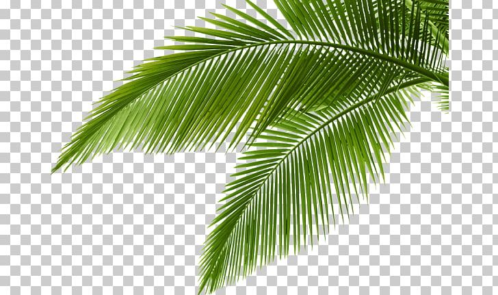 Stock Photography PNG, Clipart, Arecaceae, Arecales, Borassus Flabellifer, Coconut, Date Palm Free PNG Download