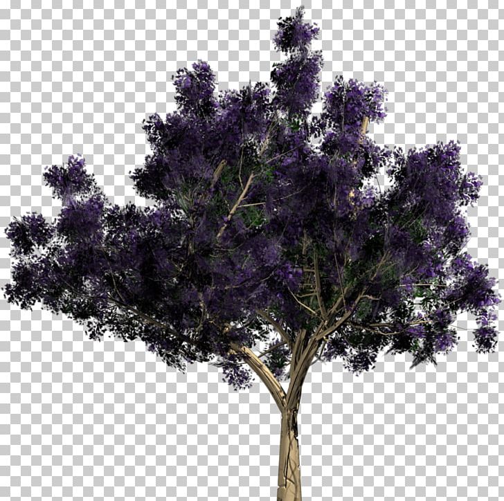 Tree Swamp Spanish Oak Landscape Eastern White Pine PNG, Clipart, Branch, Crown, Eastern White Pine, Jacaranda, Landscape Free PNG Download