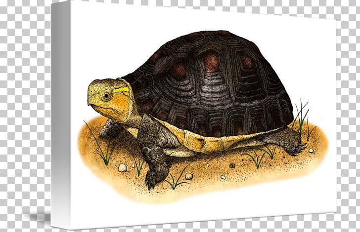 Box Turtles Tortoise Chinese Box Turtle Terrestrial Animal PNG, Clipart, Animal, Box Turtle, Box Turtles, Chinese Box, Chinese Box Turtle Free PNG Download