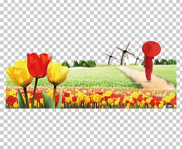 Canadian Tulip Festival Flower PNG, Clipart, Computer Wallpaper, Designer, Download, Field, Flower Bouquet Free PNG Download
