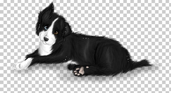 Dog Breed Border Collie Karelian Bear Dog Puppy Rough Collie PNG, Clipart, Bear, Black, Black And White, Border Collie, Breed Free PNG Download