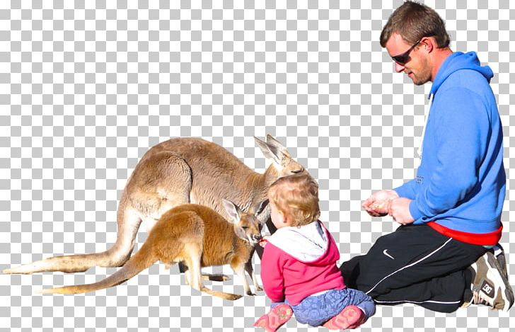 Dog Child Kangaroo PNG, Clipart, Animal, Animals, Boy, Child, Creation Free PNG Download