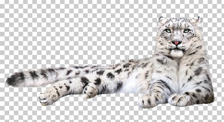 Felidae Snow Leopard Tiger Portable Network Graphics PNG, Clipart, Amur Leopard, Anatolian Leopard, Animal, Animal Figure, Big Cats Free PNG Download