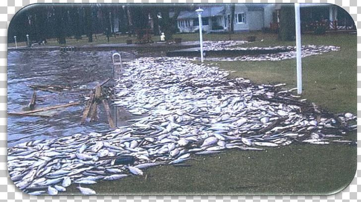 Grand Lake St. Marys State Park Algal Bloom Fish Kill Algae Blue-green Bacteria PNG, Clipart, Algae, Algal Bloom, Bluegreen Bacteria, Body Of Water, Fish Free PNG Download