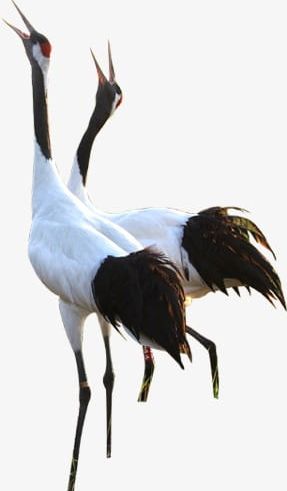Red-crowned Crane PNG, Clipart, Africa, Animal, Animals And Pets, Animals In The Wild, Animal Wing Free PNG Download