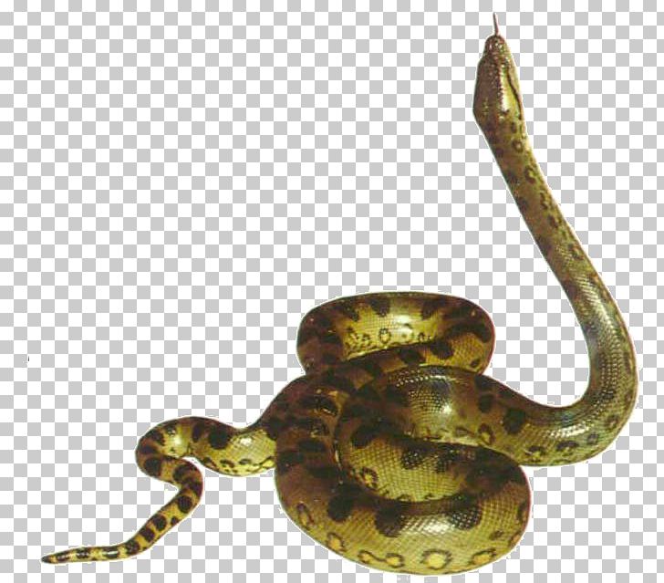 Snake PNG, Clipart, Animals, Boa Constrictor, Boas, Brass, Catsagram Free PNG Download