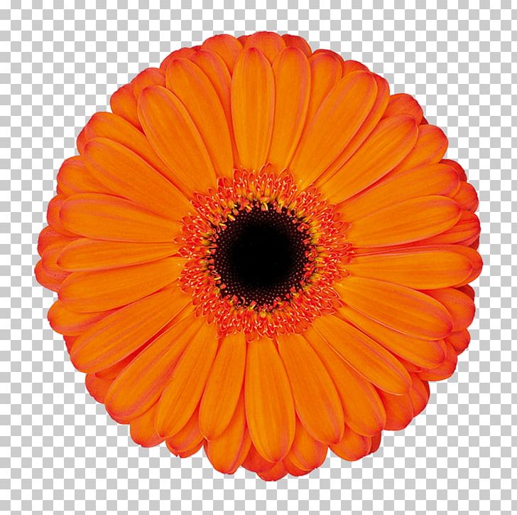 Transvaal Daisy Cut Flowers Kwekerij De Zuidplas Floristry PNG, Clipart, Applause, Assortment Strategies, Cut Flowers, Daisy Family, Floristry Free PNG Download