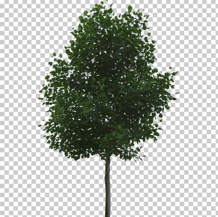 Tree Shrub PNG, Clipart, Arborvitae, Barberry, Bonsai, Branch, Eucalyptus Free PNG Download