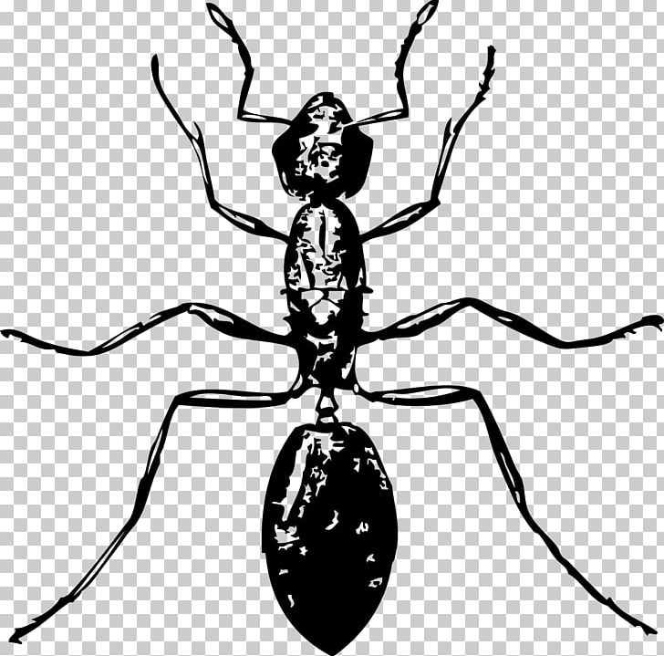 Ant Insect PNG, Clipart, Animals, Ant, Arthropod, Artwork, Black And White Free PNG Download