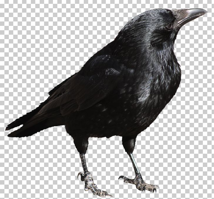 Bird PNG, Clipart, American Crow, Beak, Bird, Birds, Black And White Free PNG Download