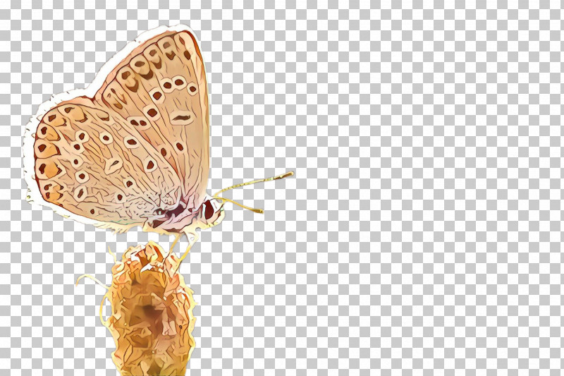 Moths And Butterflies Butterfly Insect Lycaenid Lycaena PNG, Clipart, Butterfly, Insect, Longtailed Blue, Lycaena, Lycaenid Free PNG Download