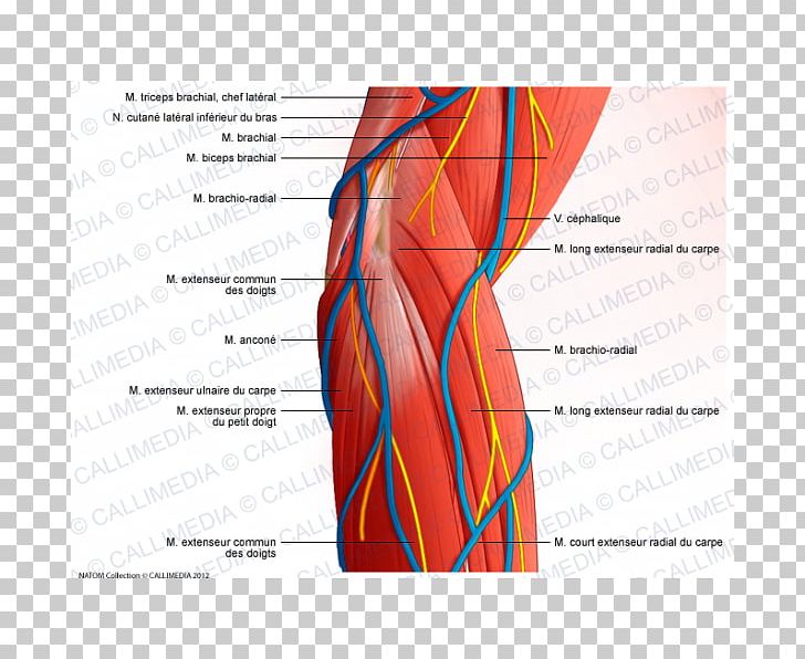 Anconeus Muscle Brachialis Muscle Muscular System Brachioradialis PNG, Clipart, Abdomen, Anconeus Muscle, Angle, Arm, Biceps Free PNG Download
