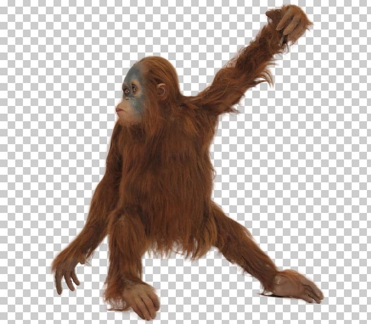 Orangutan PNG, Clipart, Orangutan Free PNG Download