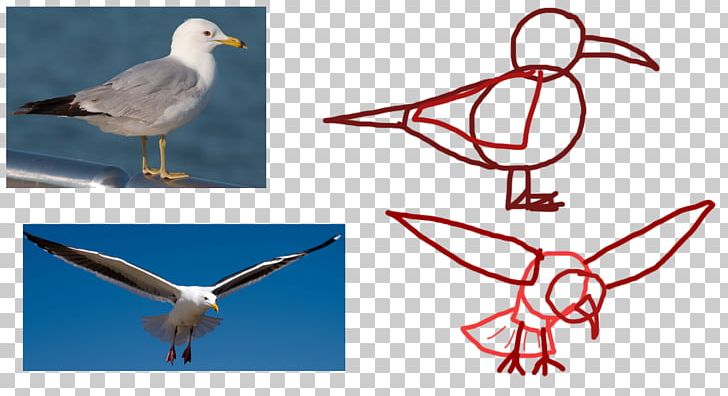 Seabird Gulls Animal Flight PNG, Clipart, Animal, Animals, Animation, Beak, Bird Free PNG Download