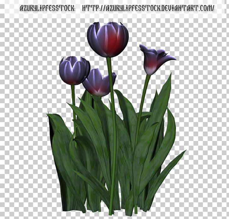 Tulip Cut Flowers Chomikuj.pl Liliaceae PNG, Clipart, Author, Blogger, Chomikujpl, Cut Flowers, Fasting Free PNG Download