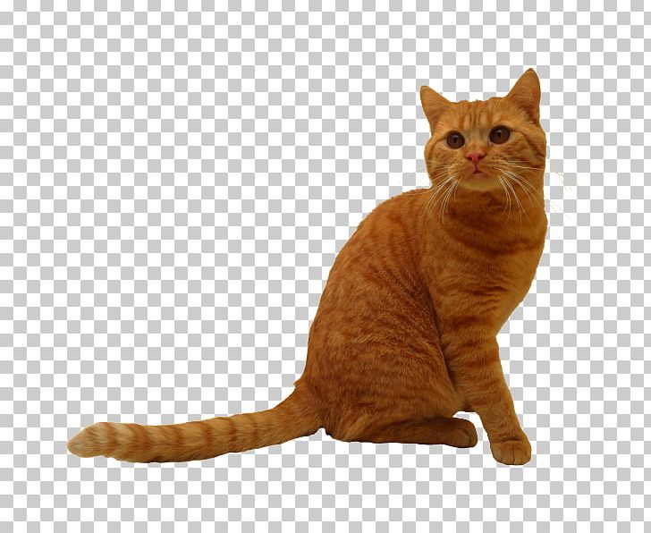European Shorthair California Spangled American Wirehair German Rex Tabby Cat PNG, Clipart, American Wirehair, Animal, Asian, California Spangled, Carnivoran Free PNG Download