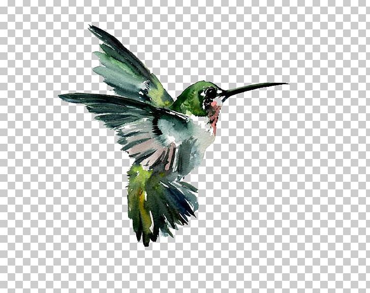 Hummingbird Watercolor Painting Drawing PNG, Clipart, Art, Beak, Bird, Canvas, Canvas Print Free PNG Download
