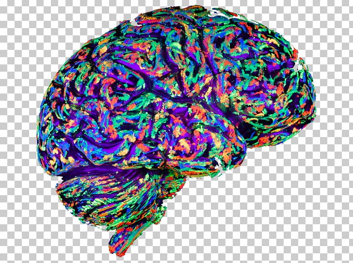Art Brain Mapping Evolution Mind PNG, Clipart,  Free PNG Download