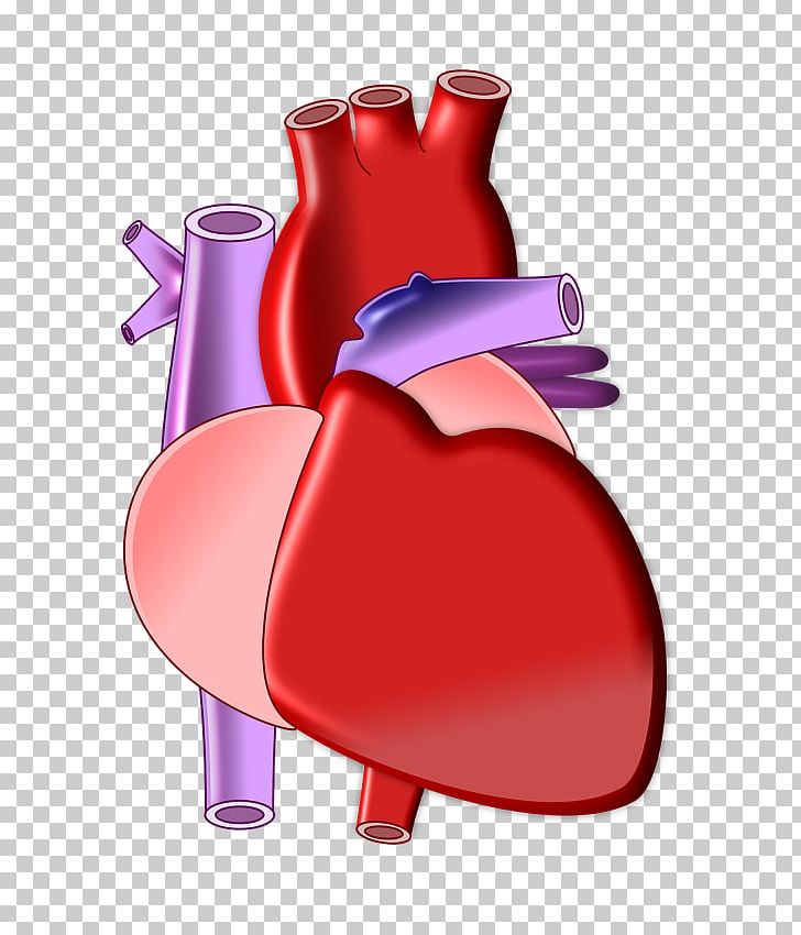Biology Organ Heart Circulatory System Anatomy PNG, Clipart, Anatomy, Biology, Biomedical Engineering, Blood, Blood Vessels Free PNG Download