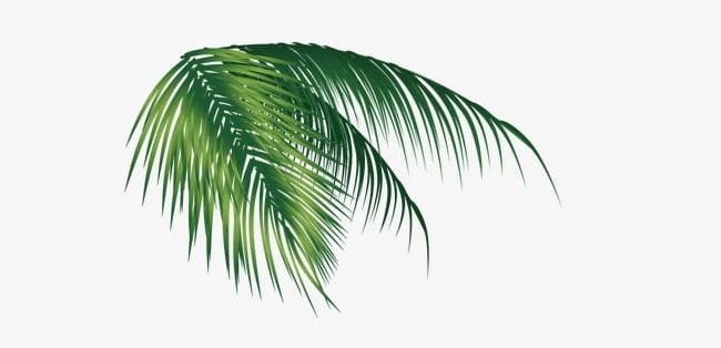 Coconut Leaves PNG, Clipart, Coconut, Coconut Clipart, Coconut Clipart, Coconut Leaves, Coconut Tree Free PNG Download