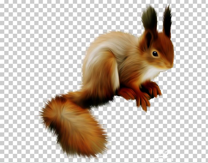 Centerblog Tree Squirrel PNG, Clipart, Animal, Blog, Centerblog, Fauna, Forest Free PNG Download