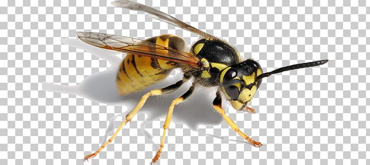 Hornet Bee Paper Wasp Insect PNG, Clipart, Animal, Arthropod, Baldfaced Hornet, Bee, Bee Sting Free PNG Download
