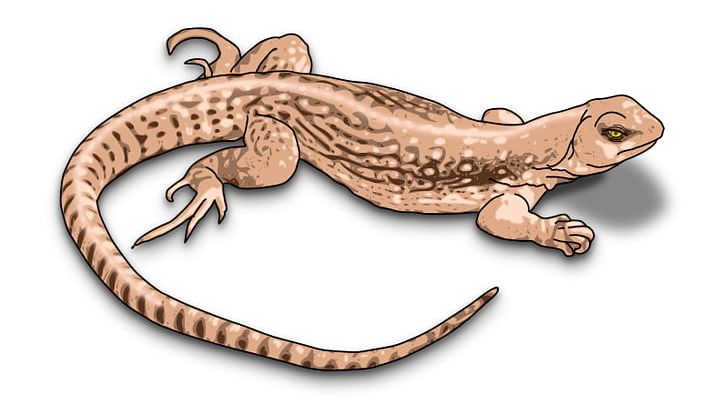 Komodo Dragon Lizard Chameleons Common Iguanas PNG, Clipart, Amphibian, Animal Figure, Bearded Dragons, Cartoon, Chameleons Free PNG Download
