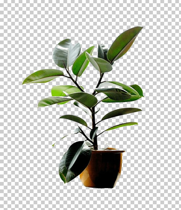 Rubber Fig Weeping Fig Reproduction Houseplant PNG, Clipart, Biology, Crown, Cultivar, Fig Trees, Flowerpot Free PNG Download