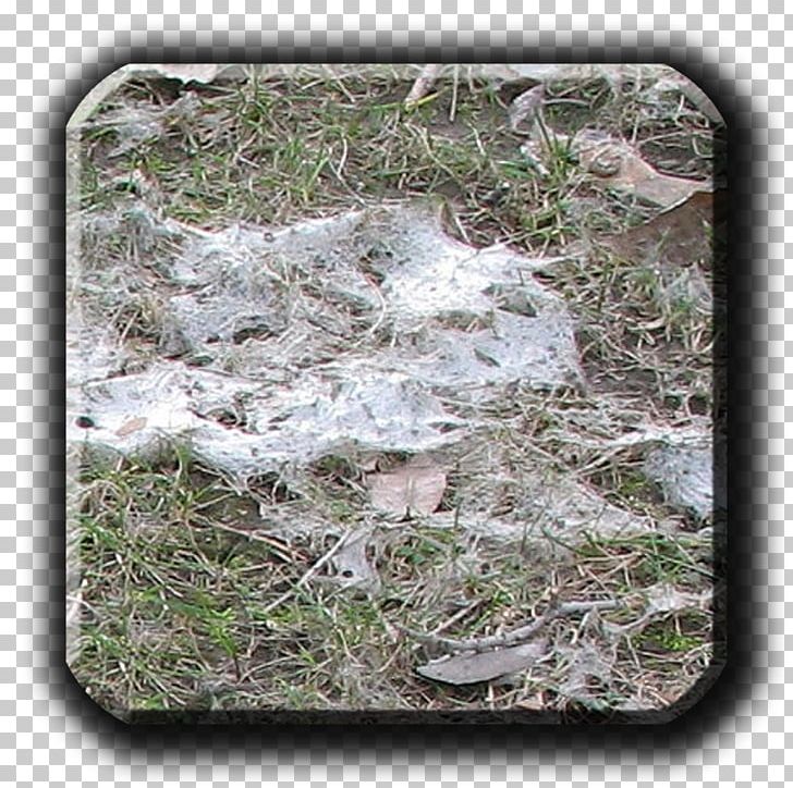 Snow Mold Typhula Blight Fusarium Patch Lawn PNG, Clipart, Disease, Fungus, Fusarium, Grass, Grey Free PNG Download