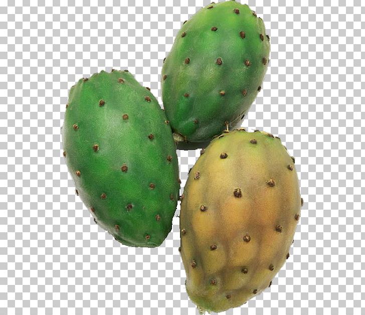 Barbary Fig Eastern Prickly Pear Nopalito PNG, Clipart, Apple Pears, Barbary Fig, Cactaceae, Cactus, Caryophyllales Free PNG Download