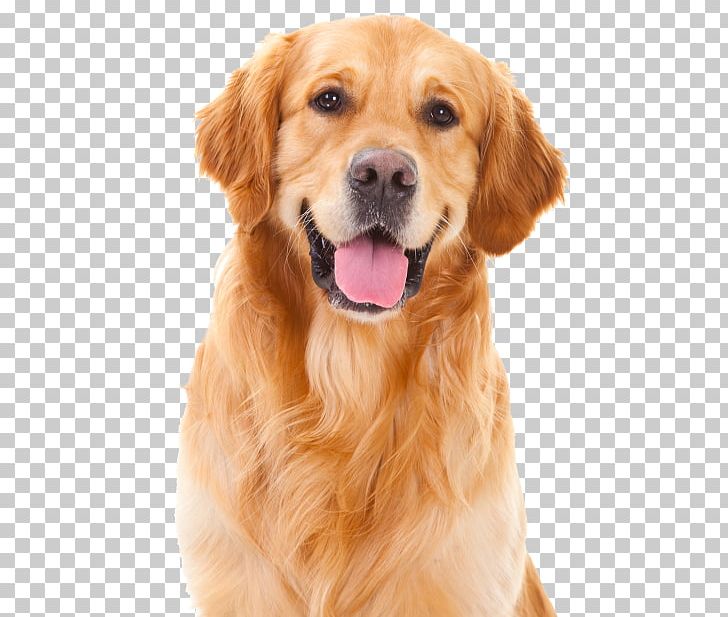 Golden Retriever Puppy Cat Pet Dog Training PNG, Clipart, Bark, Carnivoran, Cat, Companion Dog, Dog Free PNG Download