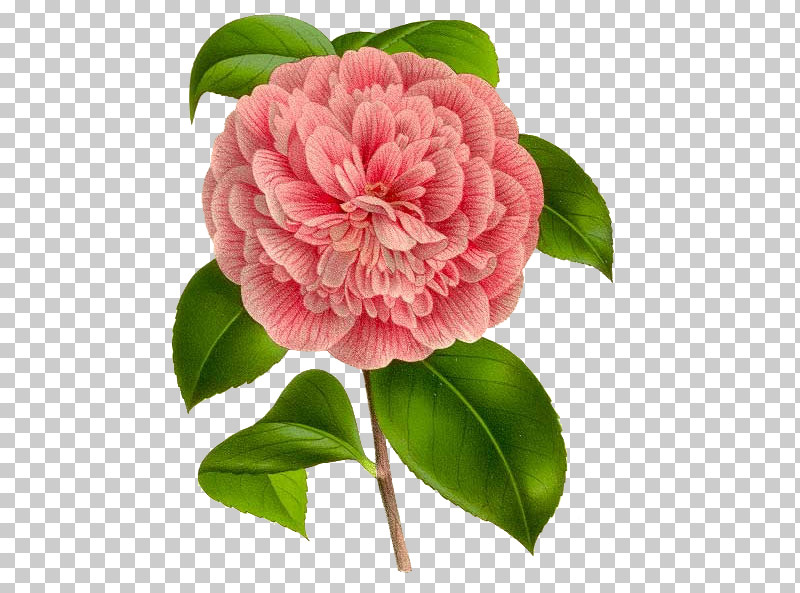 Flower Plant Pink Petal Japanese Camellia PNG, Clipart, Camellia, Chinese Peony, Common Peony, Flower, Japanese Camellia Free PNG Download