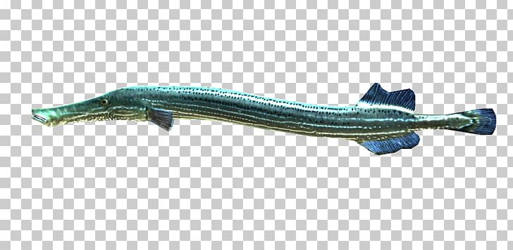 Trumpetfish Aulostomus Maculatus Water Oily Fish PNG, Clipart, Animal, Animals, Aulostomus Maculatus, Evolution, Fin Free PNG Download