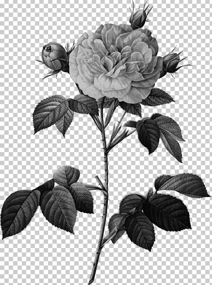 Cabbage Rose Les Roses Pierre-Joseph Redouté (1759-1840) Rosa × Alba Engraving PNG, Clipart, Art, Black And White, Branch, Canvas, Cut Flowers Free PNG Download