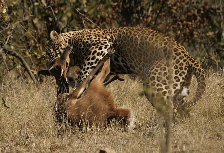 Leopard Cat Dog Heron Impala PNG, Clipart, Animal, Animal Attacks, Animals, Big Cats, Carnivoran Free PNG Download