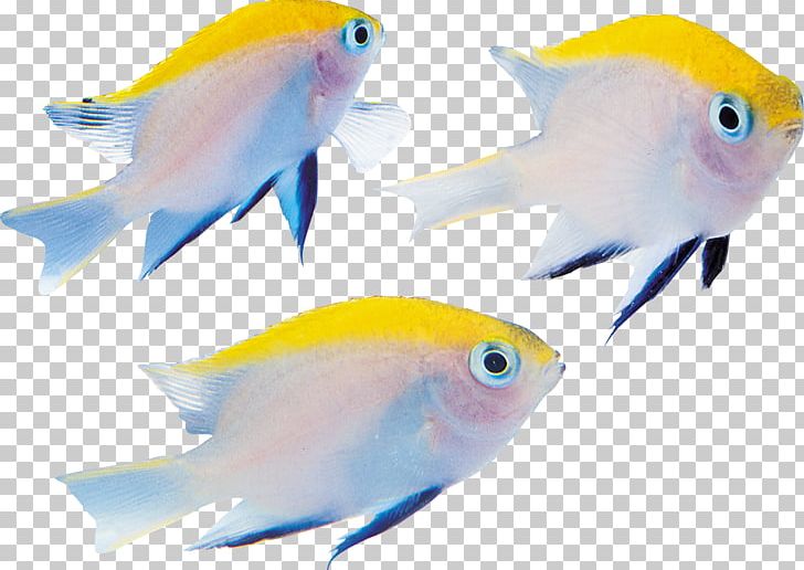 Benthic Zone Fish Seabed PNG, Clipart, Animals, Aquarium Decor, Beak, Benthic Zone, Common Pet Parakeet Free PNG Download