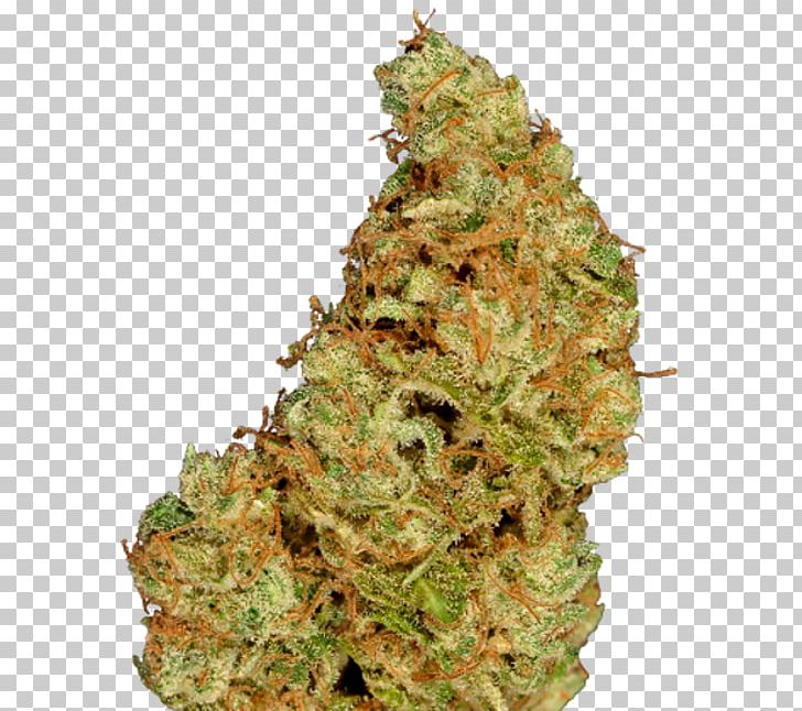 Cannabis Hemp Conifer Cone Seed Tetrahydrocannabinol PNG, Clipart, 2017, Cannabis, Colombia, Conifer Cone, Cultivar Free PNG Download