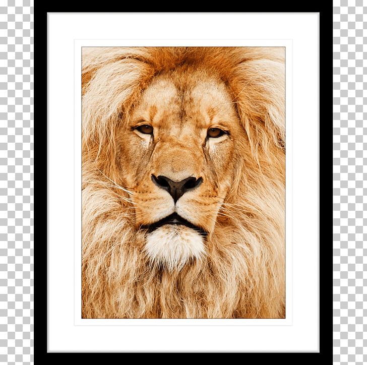 Cat East African Lion Felidae Wildlife PNG, Clipart, Africa, Animal, Animals, Art, Big Cat Free PNG Download