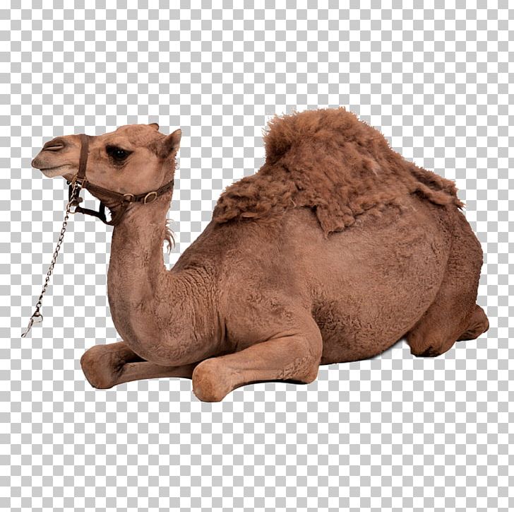 Dromedary Bactrian Camel PNG, Clipart, Animals, Arabian Camel, Camel Cartoon, Camel Creative, Camel Vector Free PNG Download