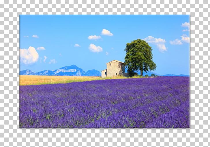 English Lavender Canvas Panel Painting Tableau PNG, Clipart, Canvas, Commodity, Crop, Ecoregion, Ecosystem Free PNG Download