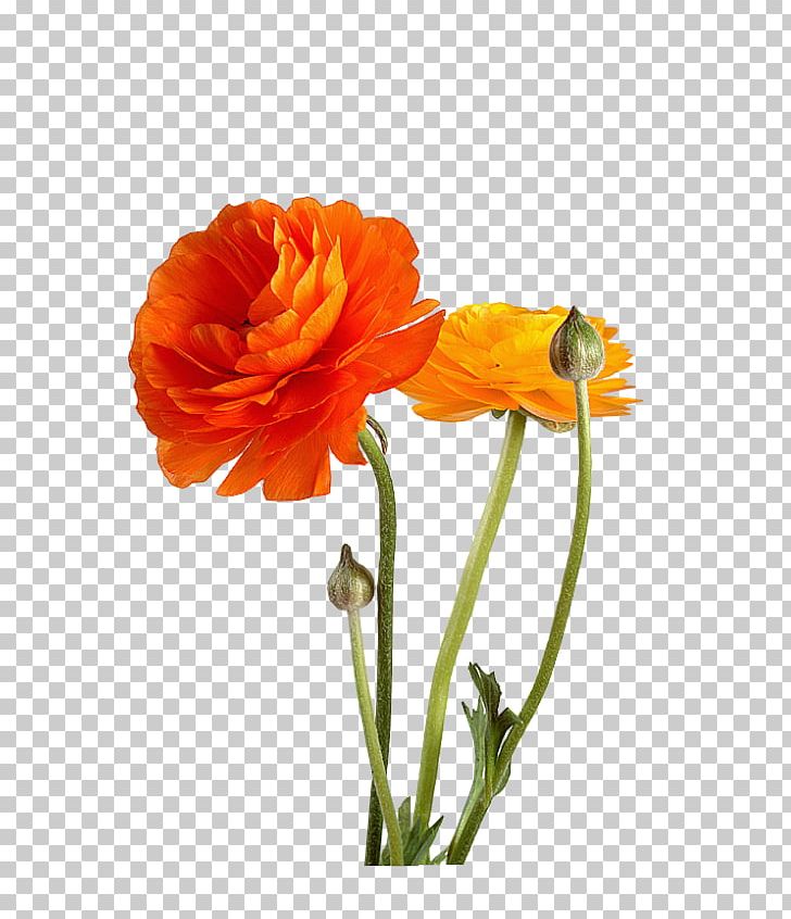 Floral Design Flower Photography PNG, Clipart, Cut Flowers, Drawing, Floral Design, Floral Vector, Flower Free PNG Download