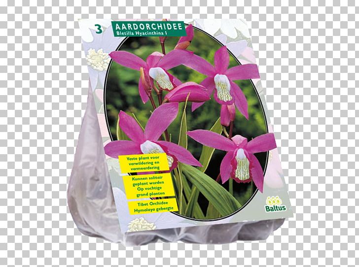 Incarvillea Vascular Plant Bulb Powell's Swamp Lily Gladiolus PNG, Clipart,  Free PNG Download
